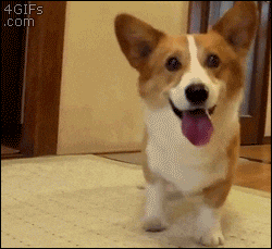 dog, apartment, note, pet owner, neighbor