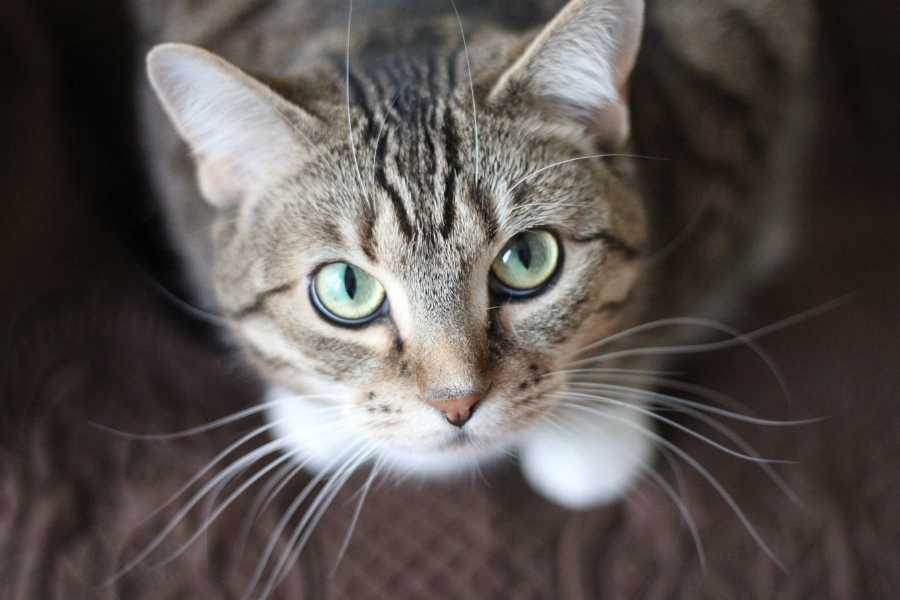 cat, apartment, note, pet owner, neighbor