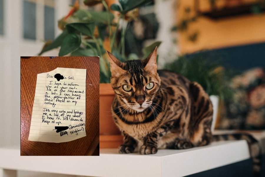 cat, apartment, note, pet owner, neighbor