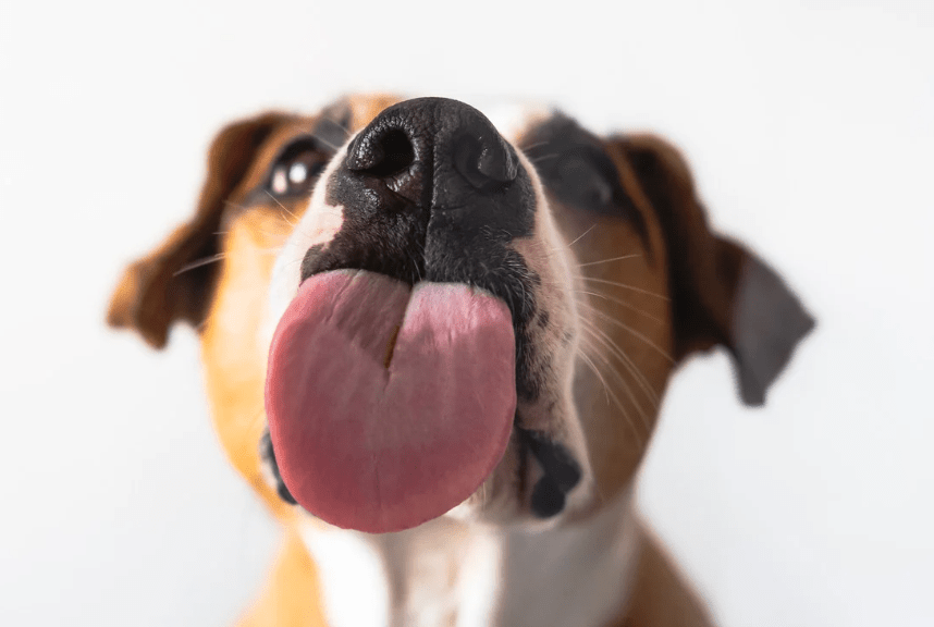 dog experiments, dog tongue cleaner than humans, experiments by kids, cool science, dogs, fun science, experiments, science