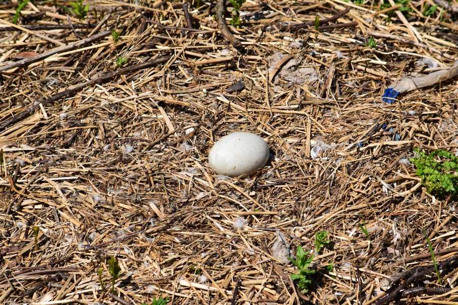duck egg on the ground, duck egg in incubator, duckling just hatched, humanity, kindness, ducks, animals, wildlife, conservation
