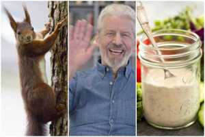 squirrel, waving man, ranch dressing, american things, rodents