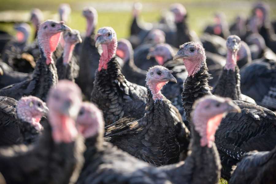 turkeys, turkey eggs, turkey farm, eggs, food