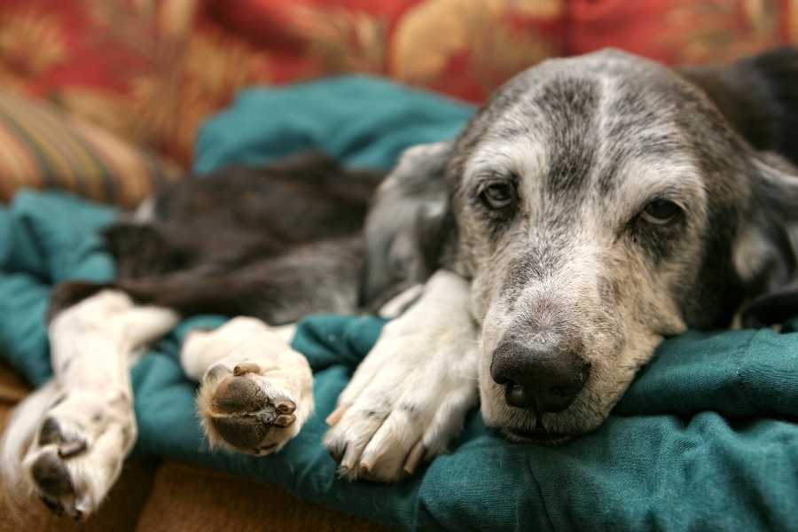 pet, pet owners, veterinarian, euthanasia, dog 