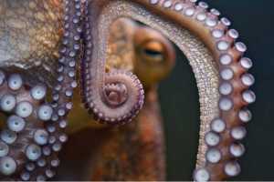 octopus, octopuses, wildlife, ocean life, marine life