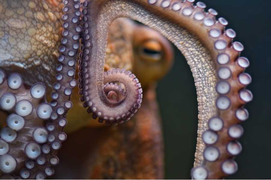 Woman says we are ‘severely underreacting’ to octopuses, then proves she’s not wrong