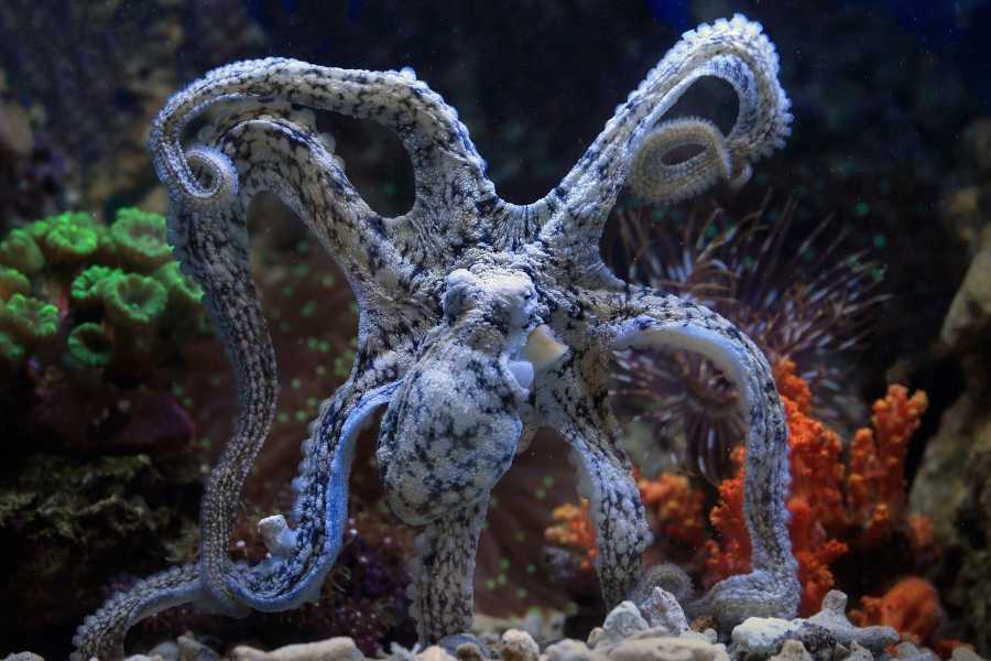 Octopus, octopus arms, ocean life, marine life, octopus brains