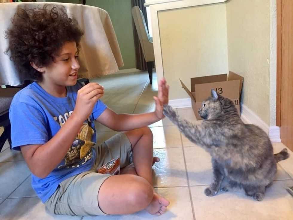 cats; pets; cat lovers; cat parents; cats on counters; cat butts, pets, animals, humor, funny, science