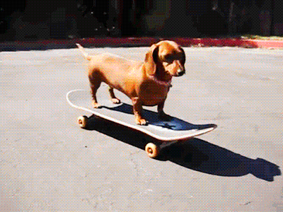 joy, algorithm, social media, reset, life hacks, dachshund, skateboarding