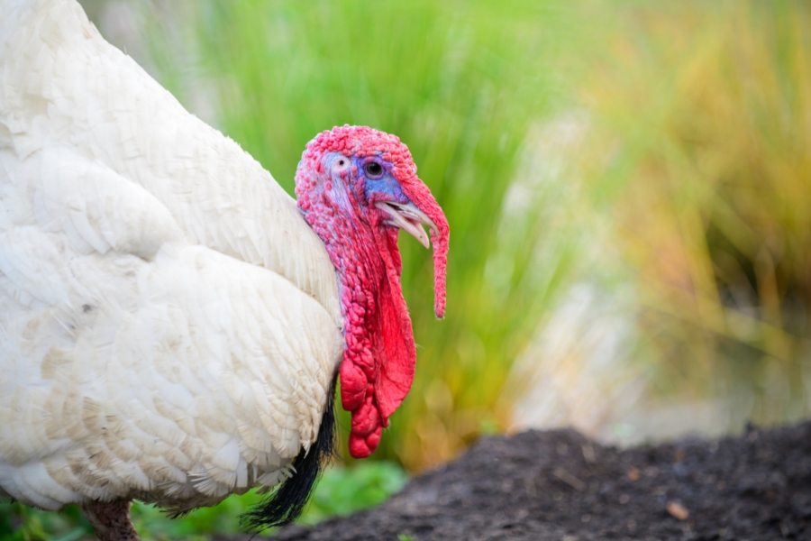 Woman demonstrates the proper way to burp a turkey, and people have so many questions
