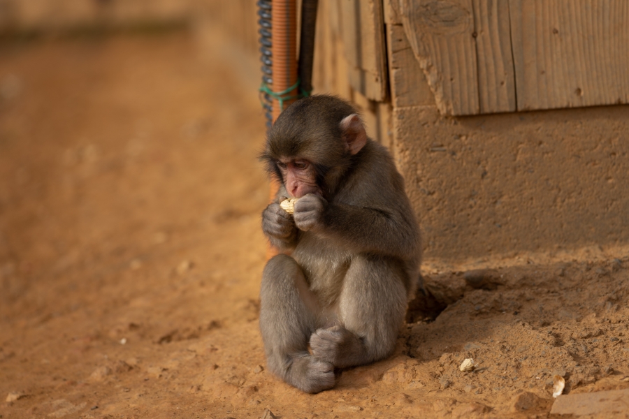 A baby macaque sits alone eating a peanut