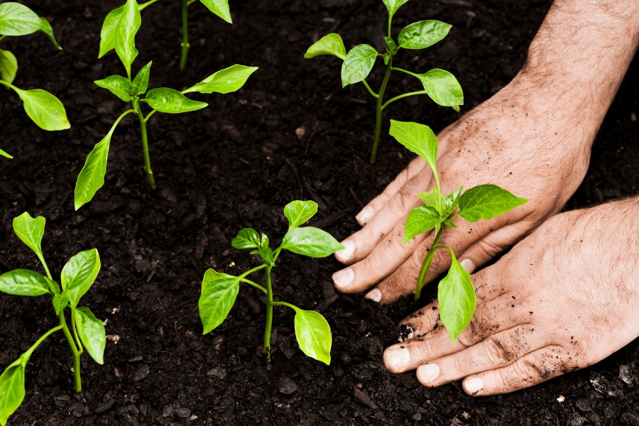 A gardener planting seedlings in a garden bed