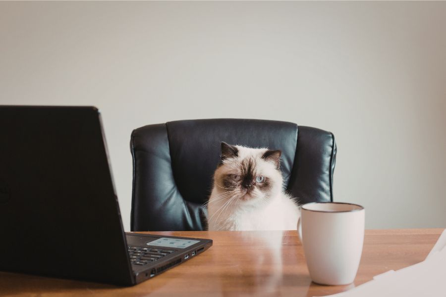 cats; cats stealing spot; cats in chair; cats stealing chair; animals; pets