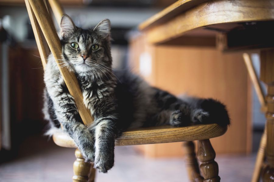 cats; cats stealing spot; cats in chair; cats stealing chair; animals; pets
