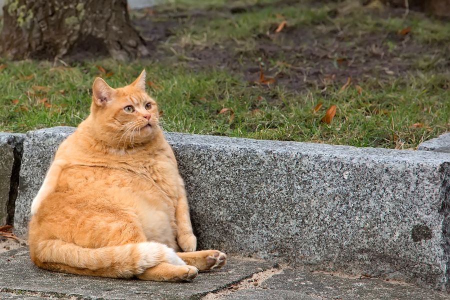 Obese cat amasses fan club on his weight loss journey as he cleverly tries to avoid working out