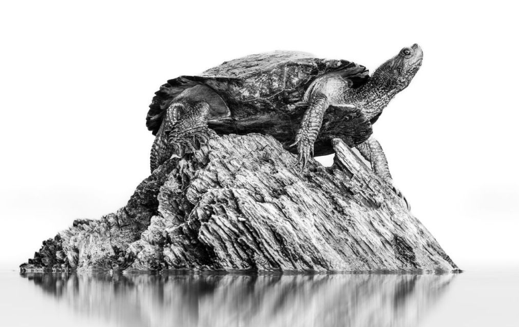 nature awards, nature photography, photo awards, nature, nature art