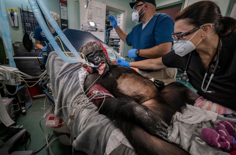 nature awards, nature photography, photo awards, nature, nature art