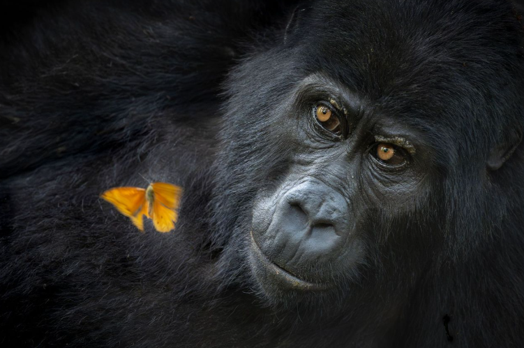 upworthy.com - Tod Perry - 14 stunning images from the 2026 World Nature Photography Awards