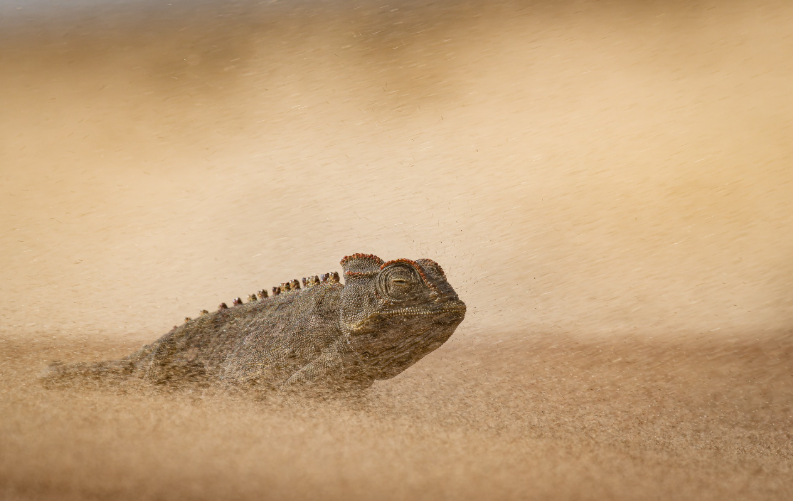 nature awards, nature photography, photo awards, nature, nature art