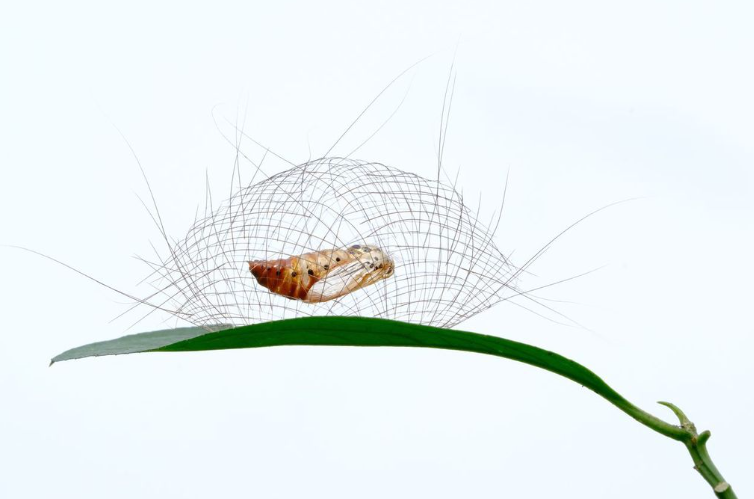 nature awards, nature photography, photo awards, nature, nature art