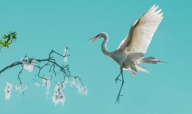 nature awards, nature photography, photo awards, nature, nature art