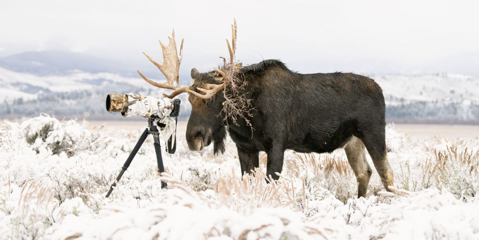 nature awards, nature photography, photo awards, nature, nature art