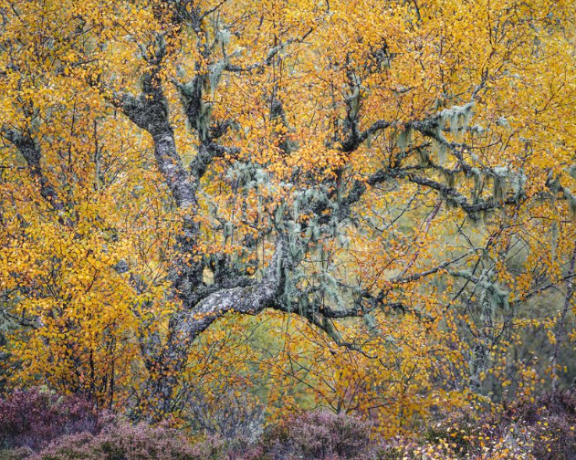 nature awards, nature photography, photo awards, nature, nature art