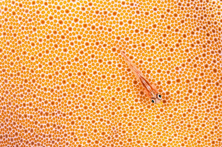 nature awards, nature photography, photo awards, nature, nature art