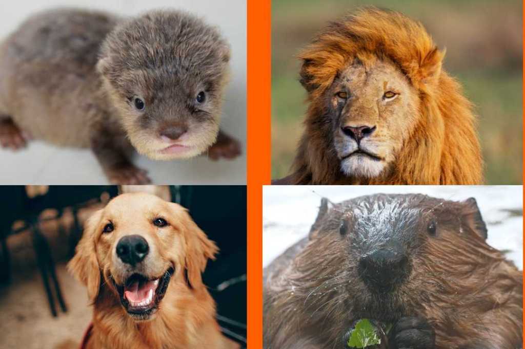A fun personality test determines ‘how you love’ based on your animal archetype
