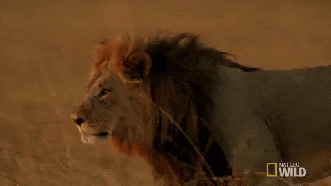 lion, personality, fierce, strong, animal