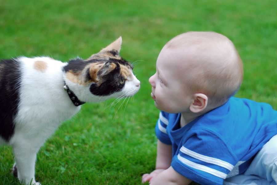 cat; cats; pets; cat's favorite; people and cats; cat snuggles; cat behavior