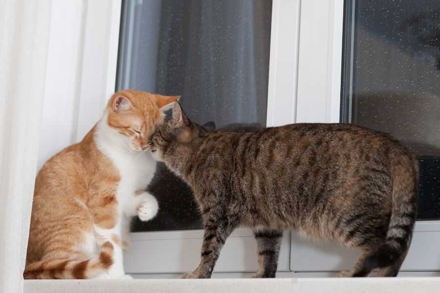 cat; cats; pets; cat's favorite; people and cats; cat snuggles; cat behavior