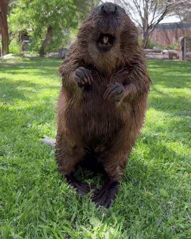 beaver, animal, personality type, snacks, cute