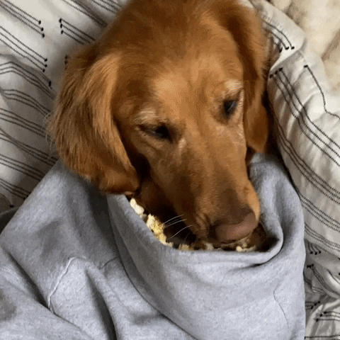 baby names, dog names, golden retriever, name shame, cvs, funny, funny tiktok, funny dog videos, names