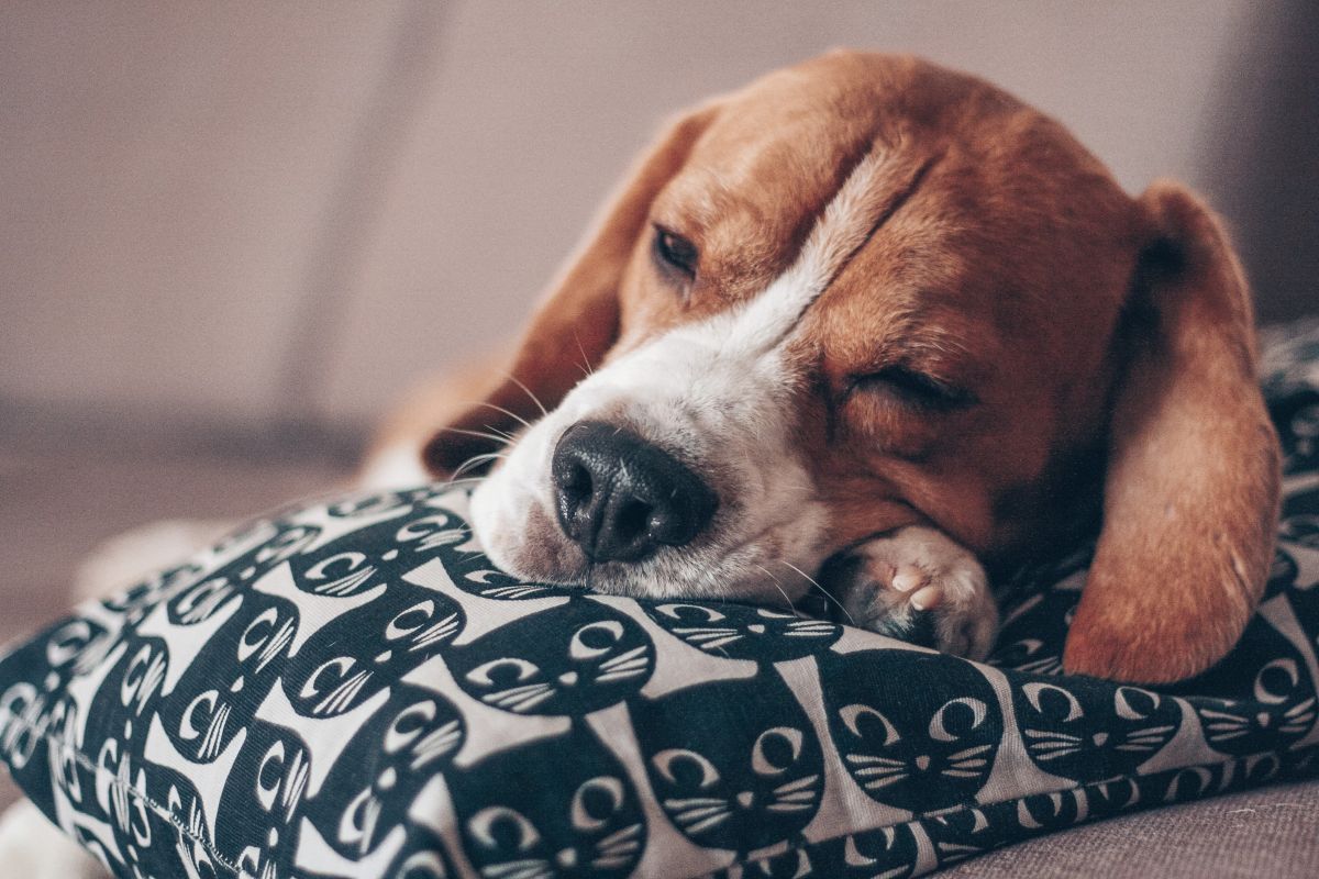 sleepy dogs, dog sleep study, puppy