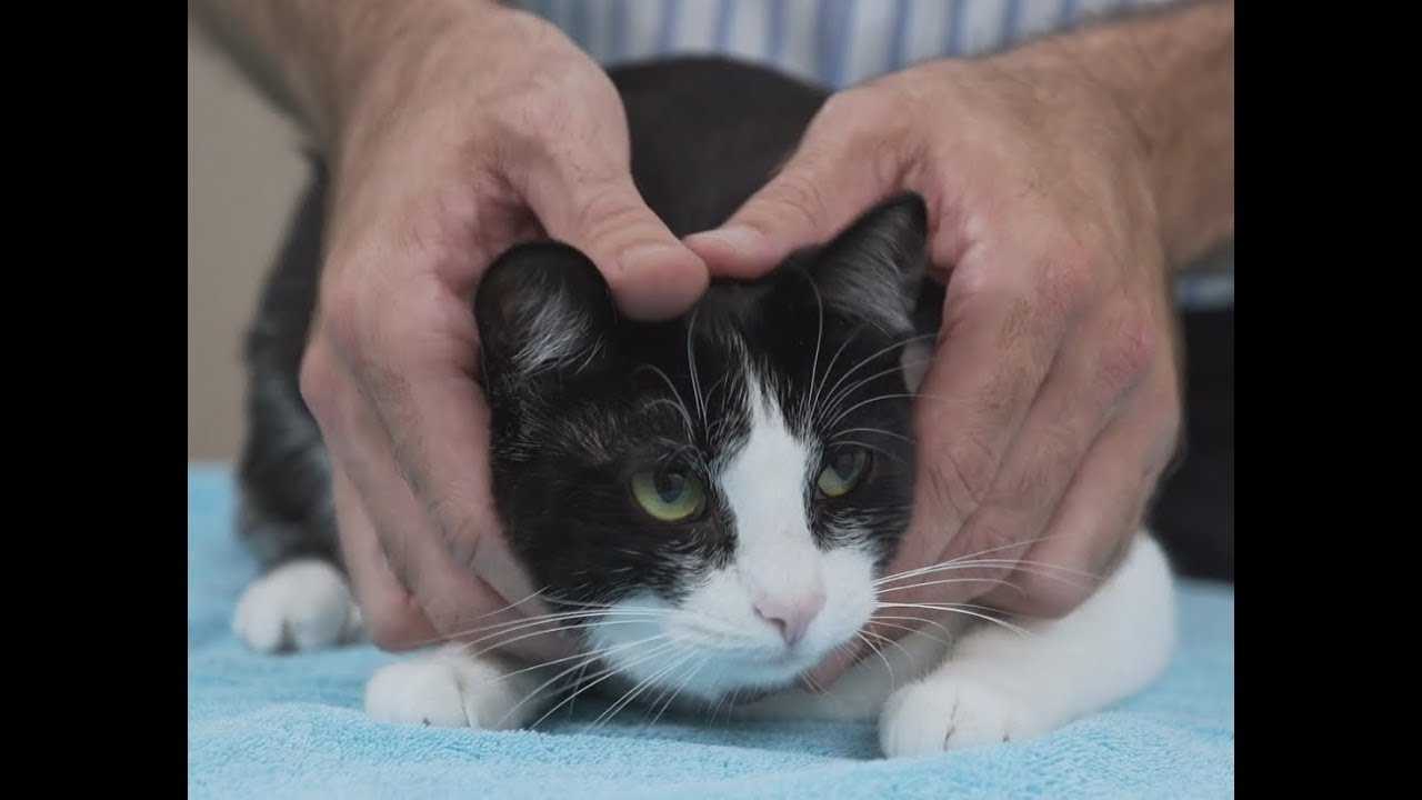 Vet demonstrates ‘squish the cat’ method of safe cat handling in delightfully helpful video