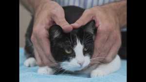 cats, pets, cat handling, veterinarian, feline behavior