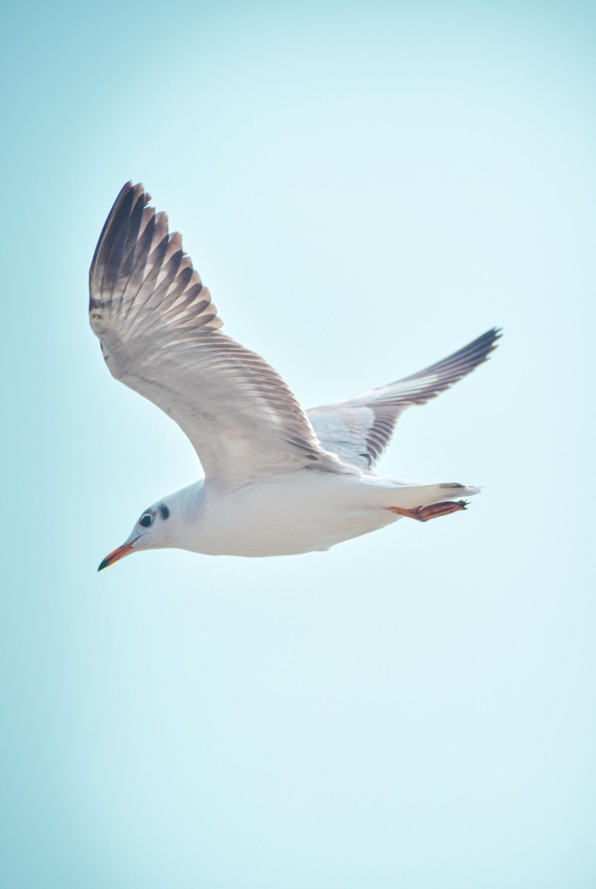 trash, plastic, environment, seagull, garbage