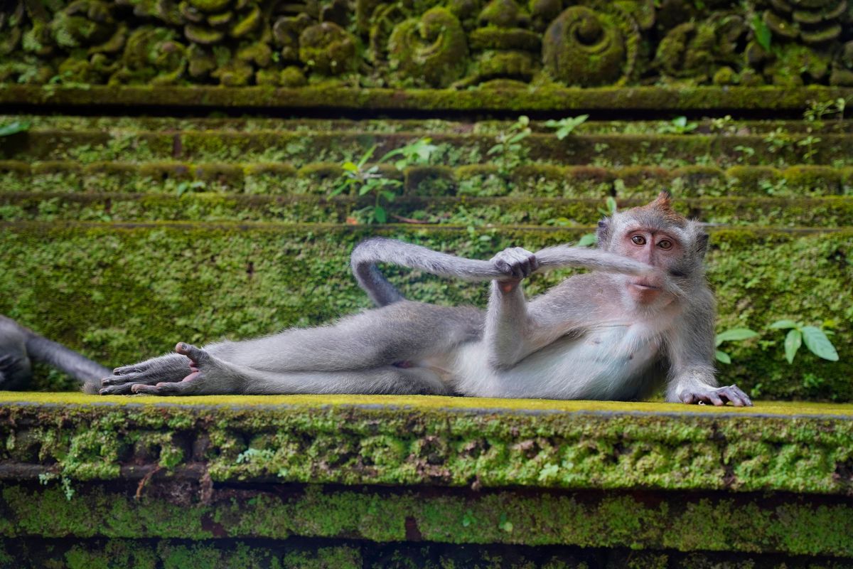 comedy wildlife photography awards, funny pet photos, nature photography