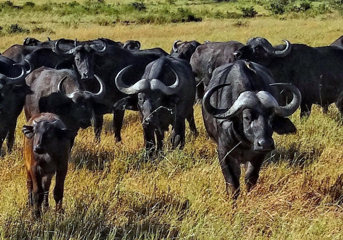 leadership, hierarchies, grazing, grasslands