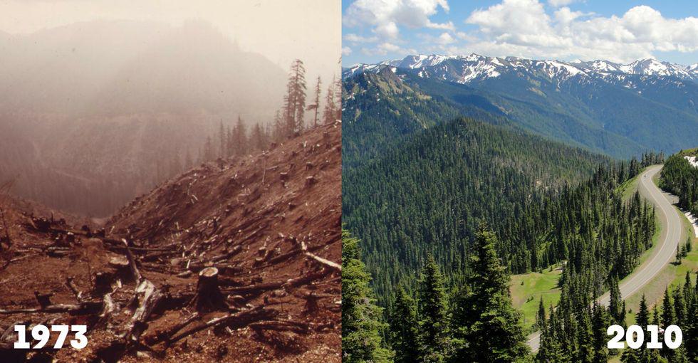 erosion, growth, wildlife, earth