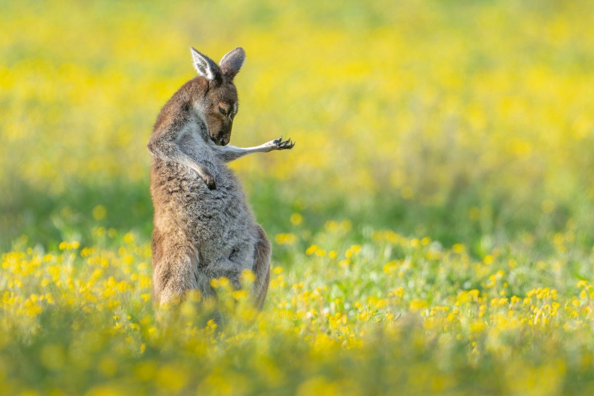 comedy wildlife photography awards, funny pet photos, nature photography