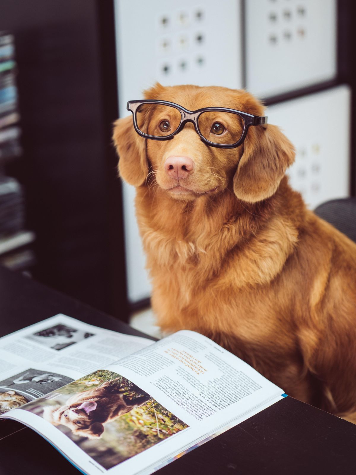 dog, cat, safe animals, animal organizers