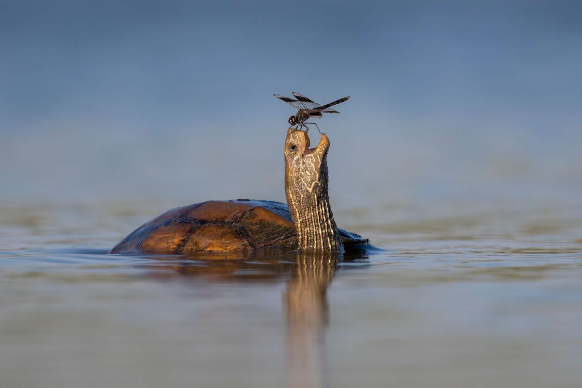 comedy wildlife photography awards, funny pet photos, nature photography