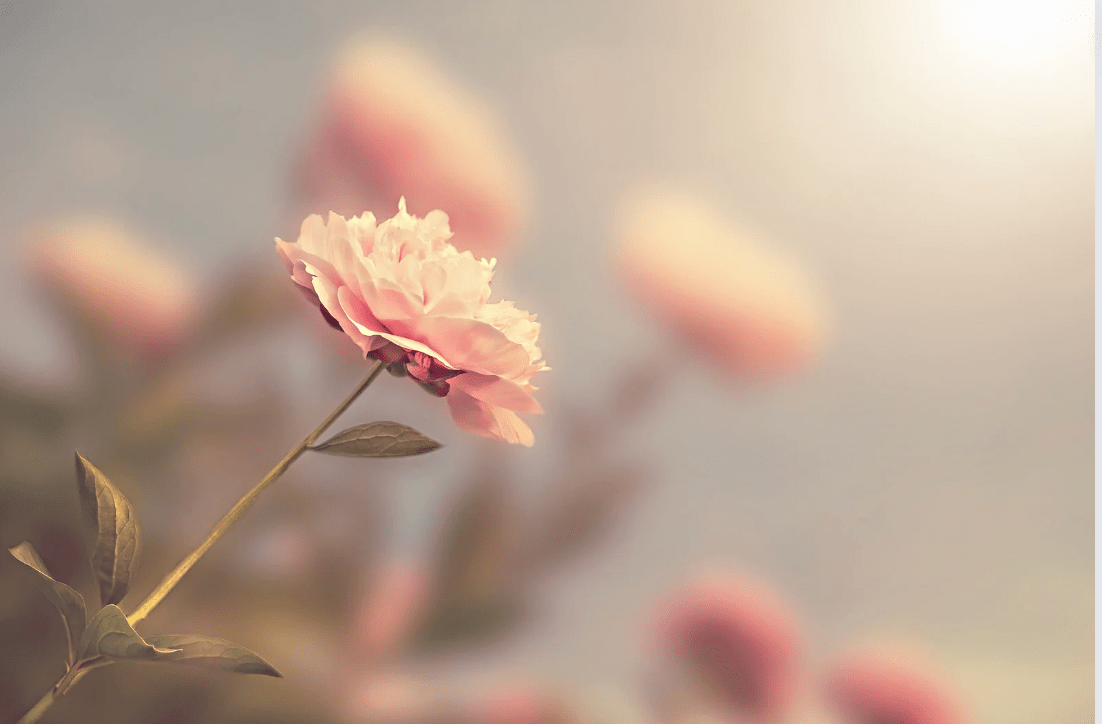 a photo of a rose