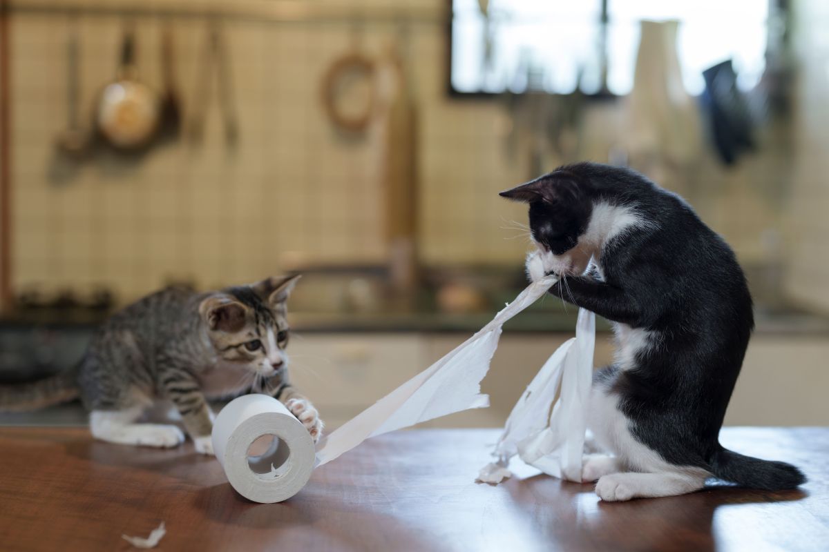 comedy pet awards, funny pet photos, photography awards