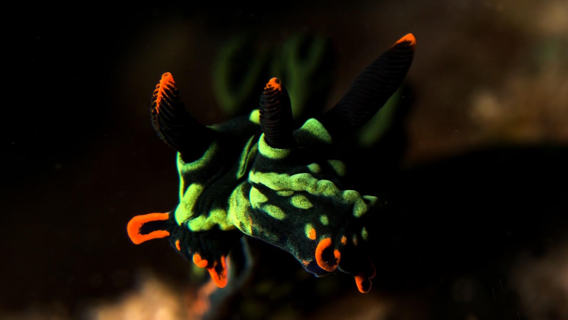 documentary, series, marine life, sea bed, coral reef