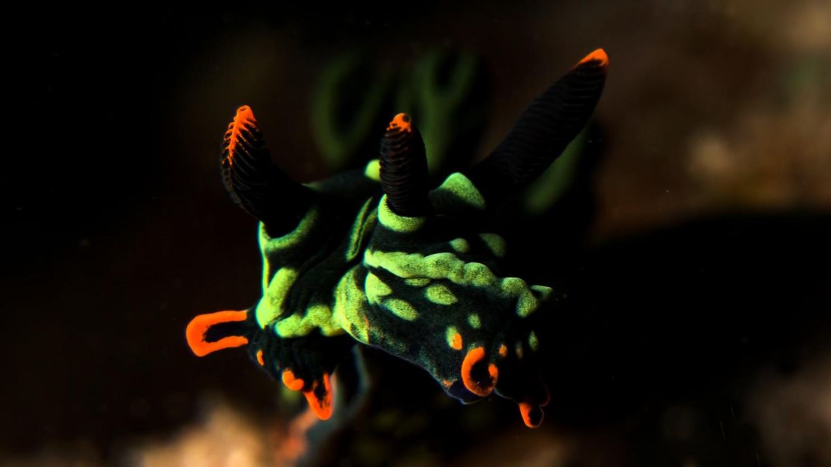documentary, series, marine life, sea bed, coral reef