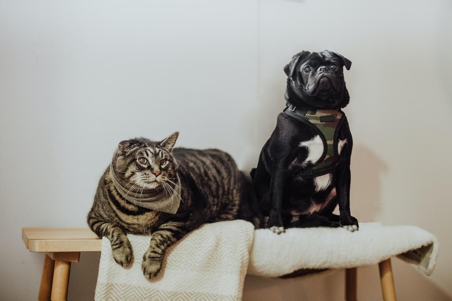 cats, secure, study, love, pets