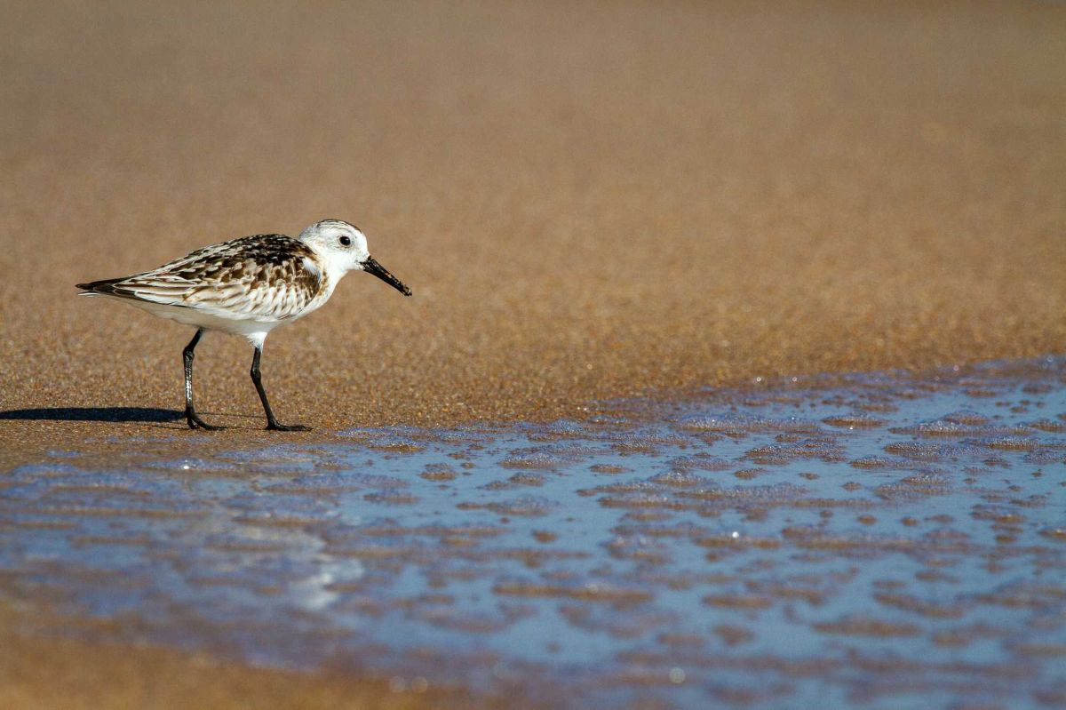 science, scientific research, remote touch, human touch, five senses, sixth sense, seventh sense, shorebirds, tactile foraging